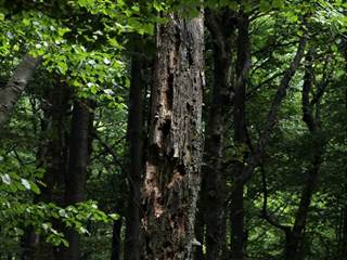 Vihorlat 7 - Daniela Tomášiková