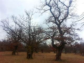 Panónsky háj Gavurky 8 - Jozef Halaj