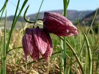 Prírodná rezervácia Pstruša 2 - Daniela Tomášiková