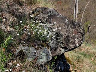 Veľká stráž 4 - Daniela Tomášiková