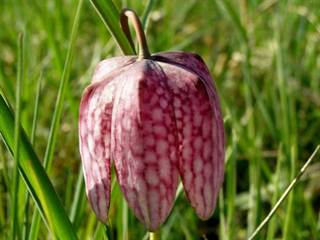 Prírodná rezervácia Pstruša 1 - Daniela Tomášiková