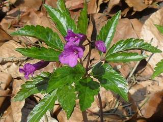 Zádielska tiesňava 7 - Paulina Melková