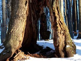 Demian 2 - Daniela Tomášiková