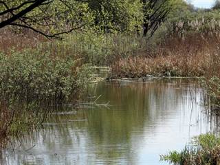 Parížske močiare 1 - Daniela Tomášiková