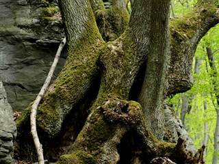 Krivá 5 - Daniela Tomášiková