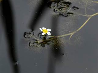 Parížske močiare 8 - Daniela Tomášiková