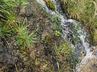 Bukovinka 5 - Majtán Robo