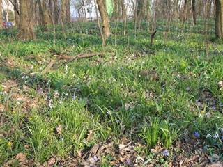 Snežienky, krivec, scila